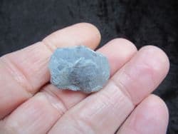 Herbertella  Official state fossil of Kentucky