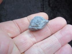 Herbertella  Official state fossil of Kentucky