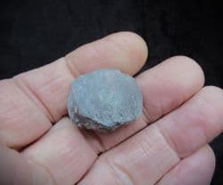 Herbertella  Official state fossil of Kentucky
