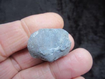 Herbertella  Official state fossil of Kentucky