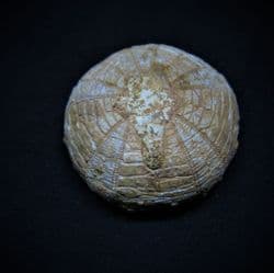 Heterodiadema libycum (Agassiz & Desor 1846)