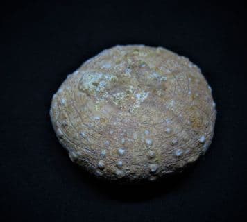 Heterodiadema libycum (Agassiz & Desor 1846)