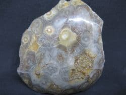 Hexagonaria  species