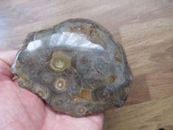 Hexagonaria  species