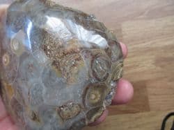 Hexagonaria  species