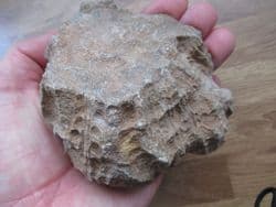Hexagonaria  species