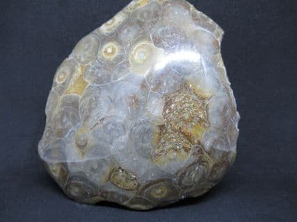 Hexagonaria  species