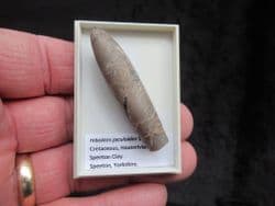 Hibolites jaculoides from Speeton Cretaceous