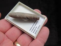 Hibolites jaculoides from Speeton Cretaceous