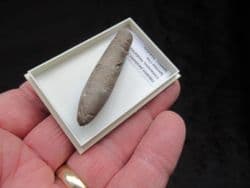 Hibolites jaculoides from Speeton Cretaceous