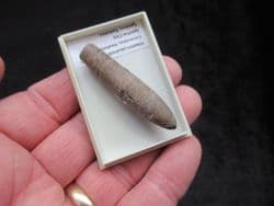 Hibolites jaculoides from Speeton Cretaceous