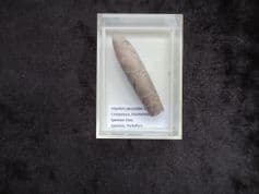 Hibolites jaculoides from Speeton Cretaceous