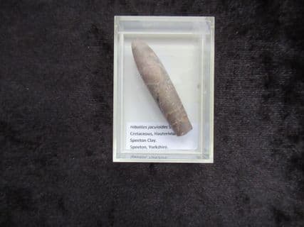 Hibolites jaculoides from Speeton Cretaceous