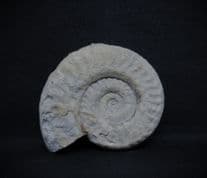 Hildaites murleyi (Buckman 1841)