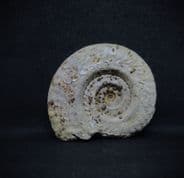 Hildoceras bifrons (Bruguiere 1792)