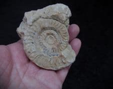 Hildoceras  lusitanicum