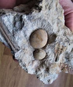 Holectypus hemisphaericus with Brachiopod and Belemnite