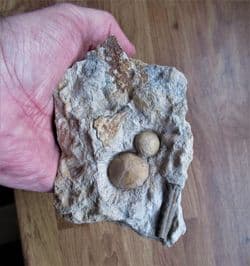 Holectypus hemisphaericus with Brachiopod and Belemnite