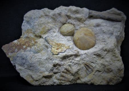 Holectypus hemisphaericus with Brachiopod and Belemnite