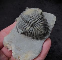 Hollardops burtrandmimia from Morocco