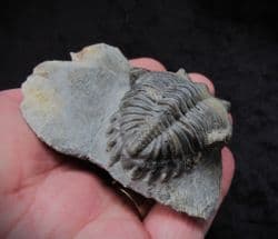 Hollardops burtrandmimia from Morocco