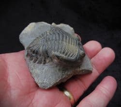 Hollardops burtrandmimia from Morocco