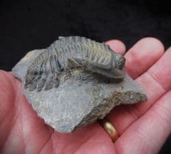 Hollardops burtrandmimia from Morocco