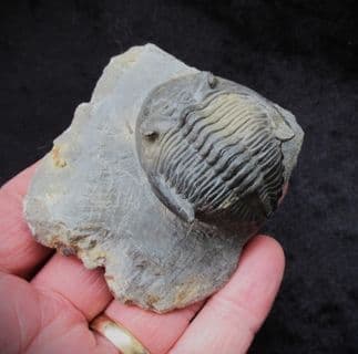 Hollardops burtrandmimia from Morocco