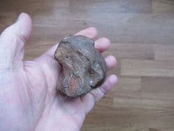 Horse Astragalus ankle bone