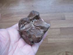 Horse Astragalus ankle bone