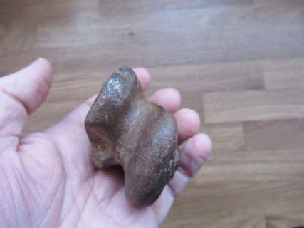 Horse Astragalus ankle bone