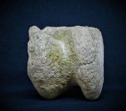Horse Astralagus ankle bone