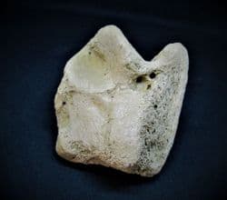 Horse Astralagus ankle bone
