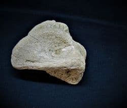 Horse Astralagus ankle bone