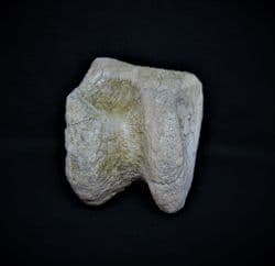 Horse Astralagus ankle bone