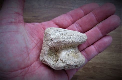 Horse Astralagus ankle bone