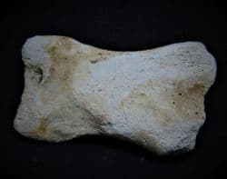 Horse Phalange digit