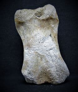 Horse Phalange digit