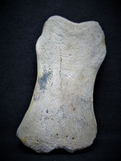 Horse Phalange digit