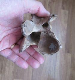 Horse Vertebra