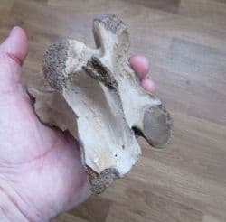 Horse Vertebra