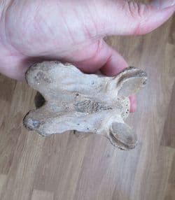 Horse Vertebra