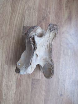 Horse Vertebra