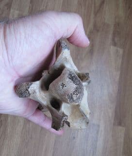 Horse Vertebra