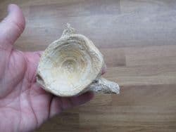 Huge Eolates vertebra from a Perch relative