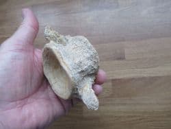 Huge Eolates vertebra from a Perch relative