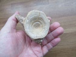 Huge Eolates vertebra from a Perch relative