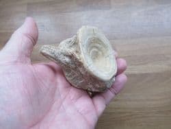 Huge Eolates vertebra from a Perch relative