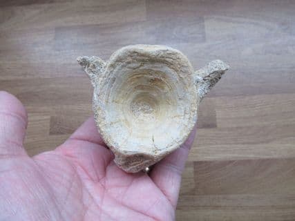 Huge Eolates vertebra from a Perch relative
