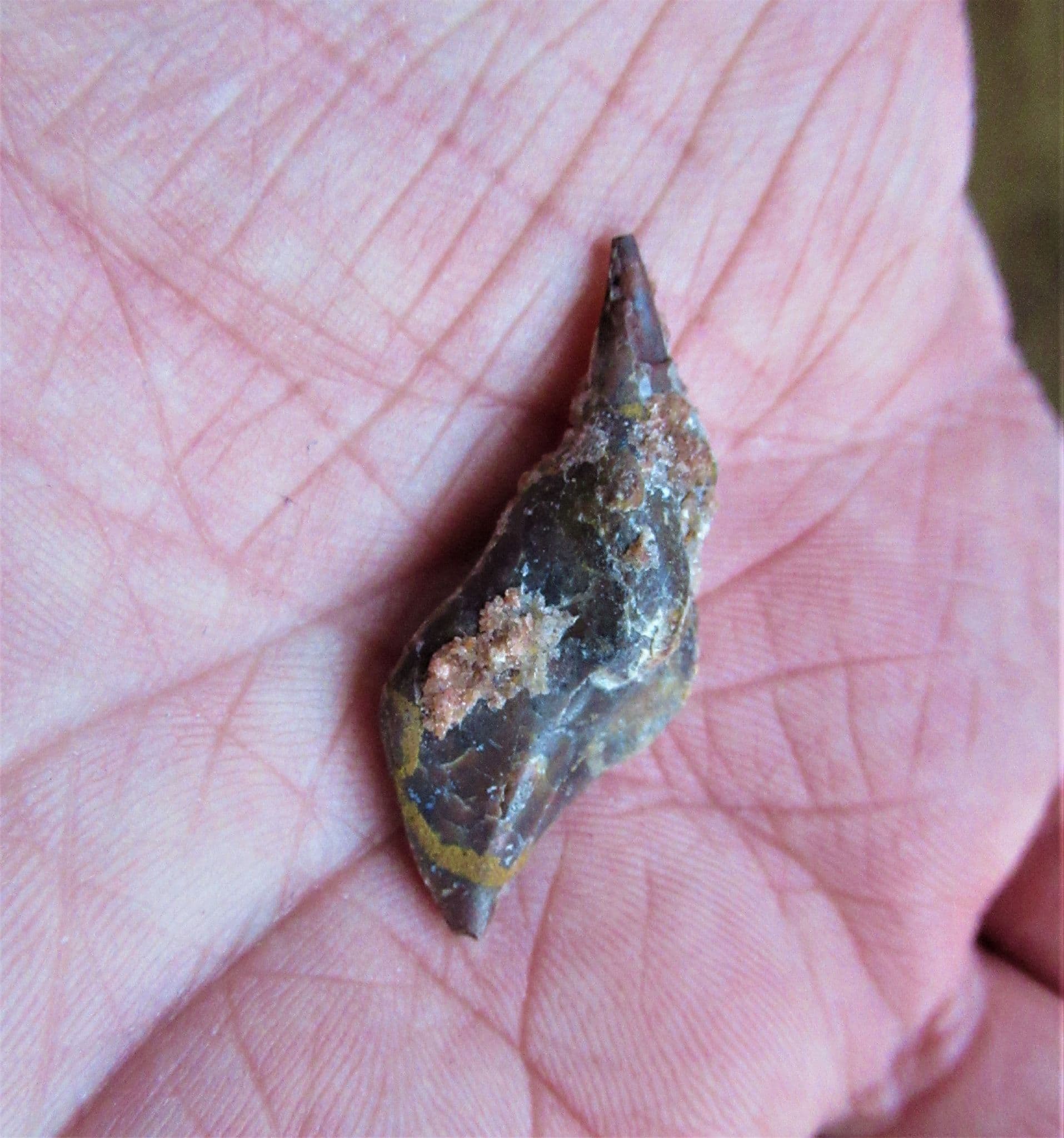 HUGE Gar fish Ganoid scale